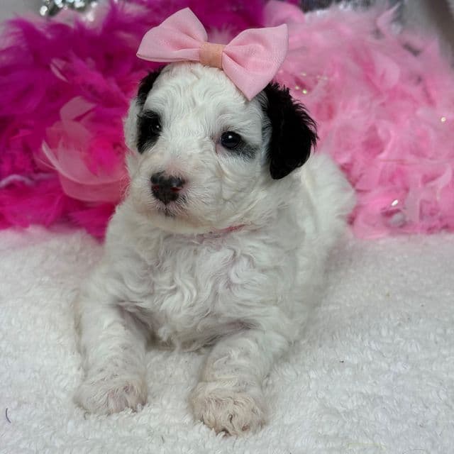 Elsa Pink Girl - Bernedoodle Female