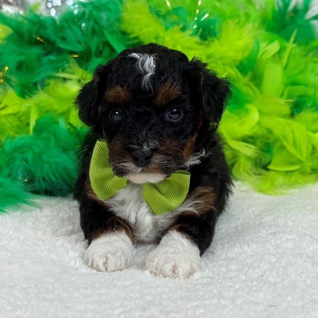Elsa Green Boy - Bernedoodle Male