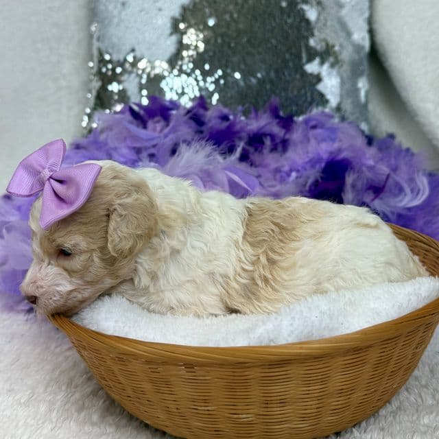 Gracie Purple Girl - Bernedoodle Female