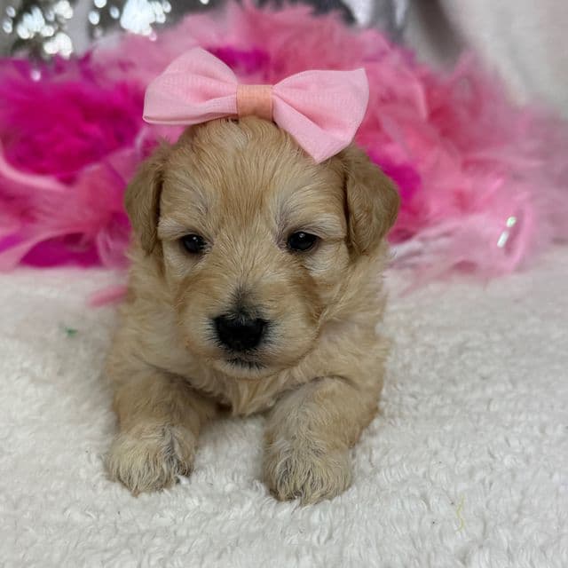 Gracie Pink Girl - Bernedoodle Female