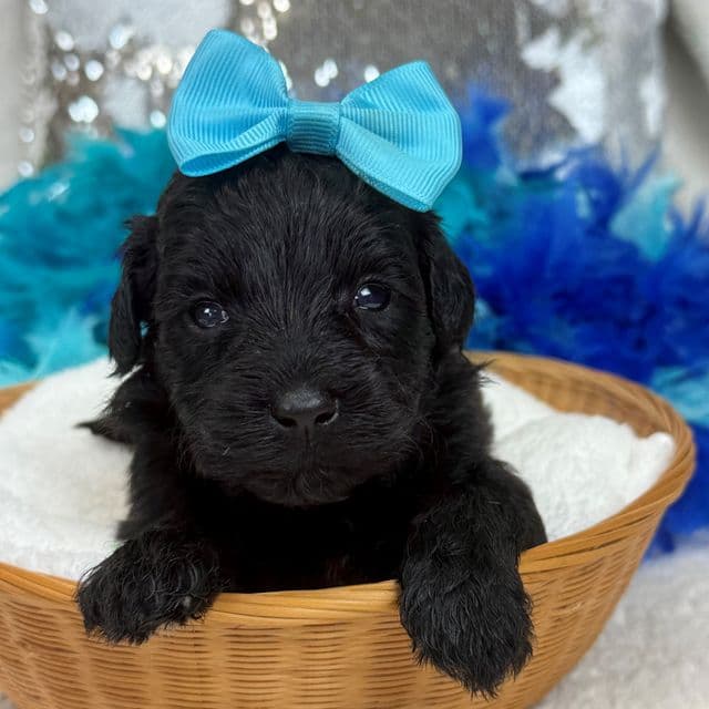 Gracie Turquoise Girl - Bernedoodle Female