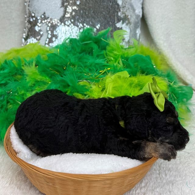 Gracie Green Girl - Bernedoodle Female