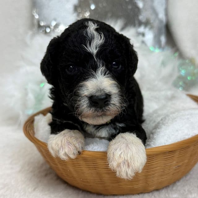 Gracie White Boy - Bernedoodle Male