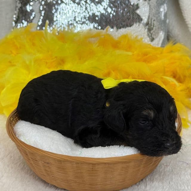 Gracie Yellow Boy - Bernedoodle Male