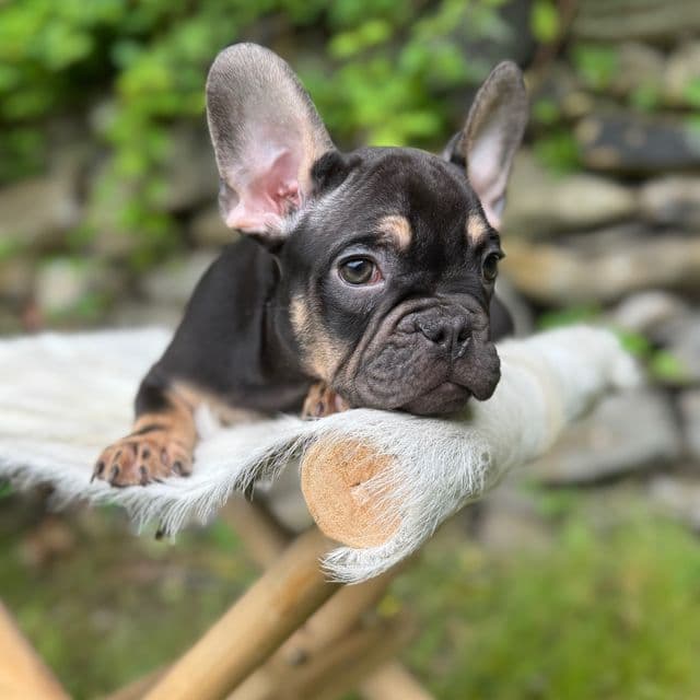 Squeak  - French Bulldog Male