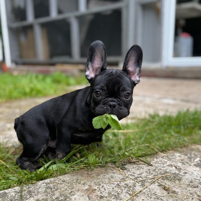 Steve - French Bulldog Male