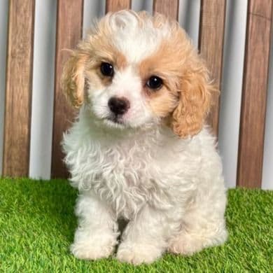 Carlie - Cavapoo Female