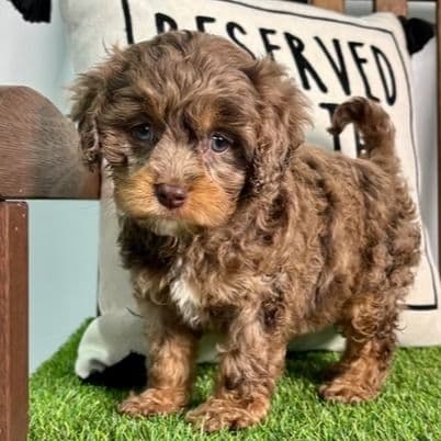 Daniela - Cavapoo Female