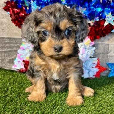 Orly - Cavapoo Female