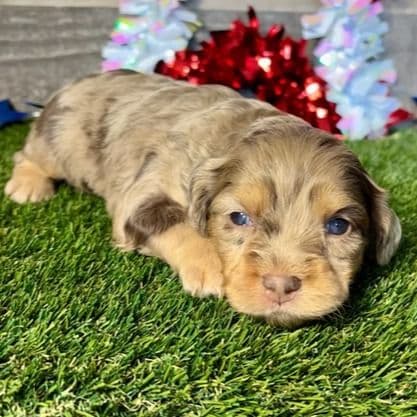 Daisy - Cavapoo Female