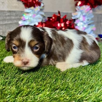 Dolly - Cavapoo Female