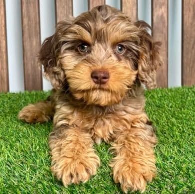 Duke - Cavapoo Male