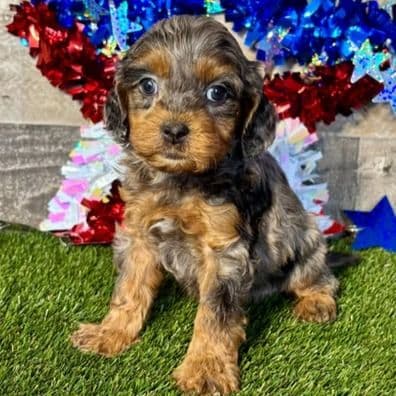 Oriel - Cavapoo Female