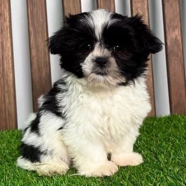Spud - Mal-Shih Male