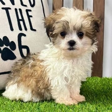 Sadie - Mal-Shih Female