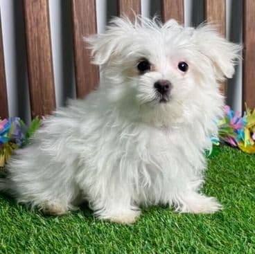 Miles - Maltese Male