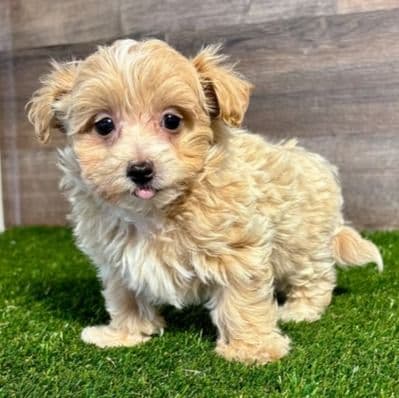 Aaron - Maltipoo Male