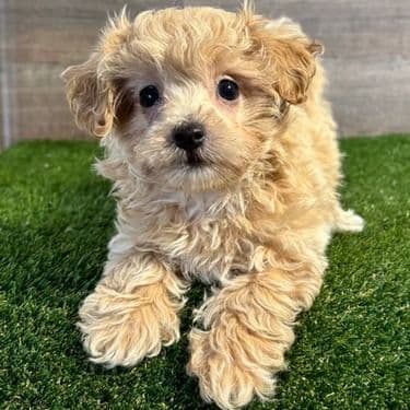 Archie - Maltipoo Male