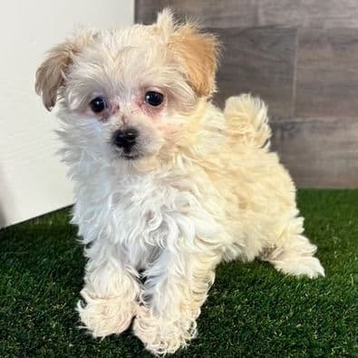 Aubrey - Maltipoo Female
