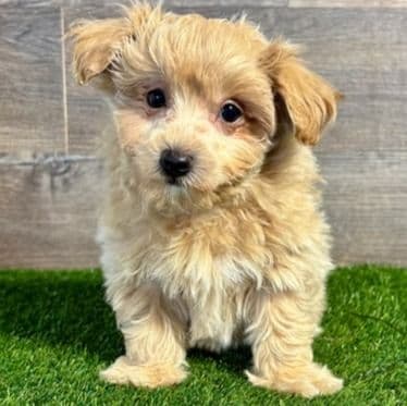 Ace - Maltipoo Male