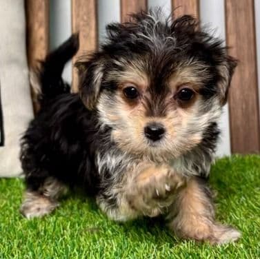 Fannie - Morkie Female