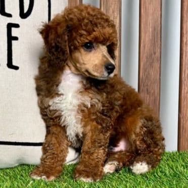 Nio - Toy Poodle Male