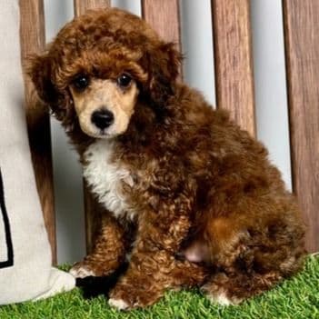 Nio - Toy Poodle Male