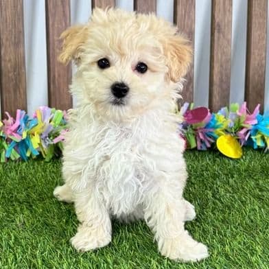 Nyla - Toy Poodle Female