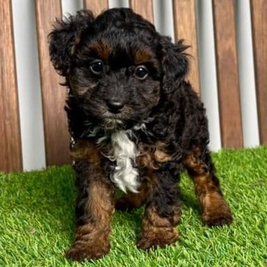 Noah - Toy Poodle Male