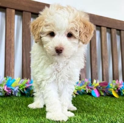 Nate - Toy Poodle Male