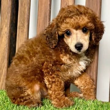Nolan - Toy Poodle Male