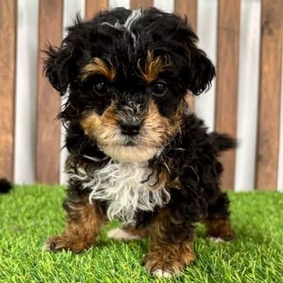 Nelson - Toy Poodle Male