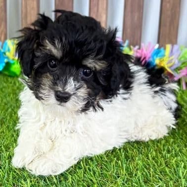 Naomi - Toy Poodle Female