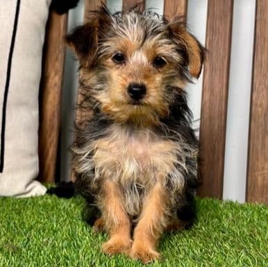 Harvey - Yorkipoo Male