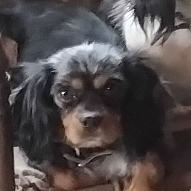 Daisy - Cavalier King Charles Spaniel Female