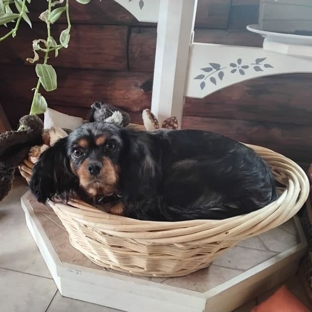 Daisy - Cavalier King Charles Spaniel Female
