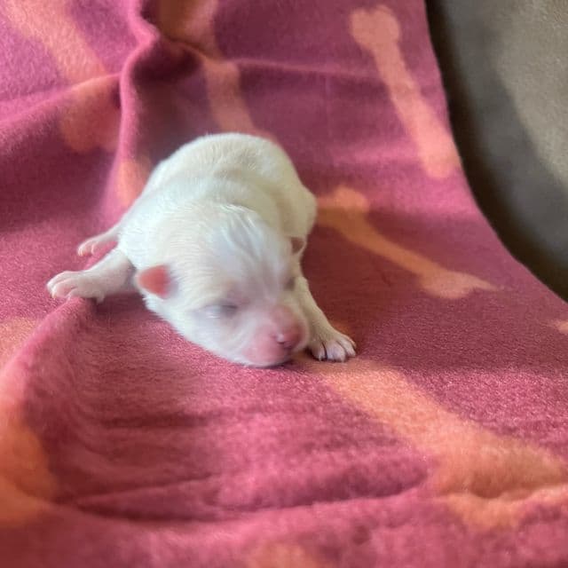Glendale - Pomeranian Female