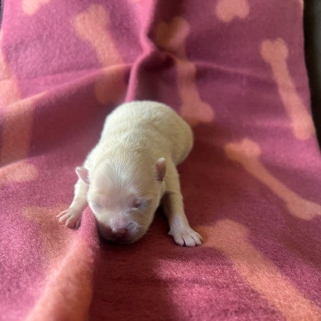 Valencia - Pomeranian Female