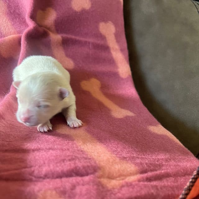 Burbank - Pomeranian Male