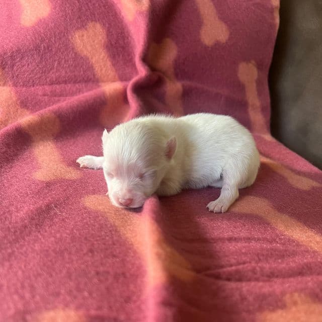 Paris - Pomeranian Female