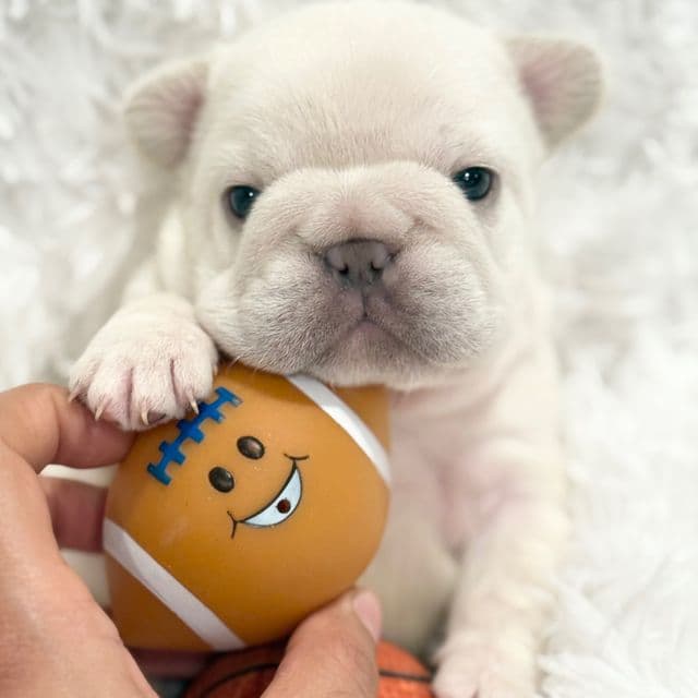 Ghost  - French Bulldog Male