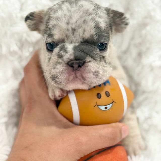 Onyx - French Bulldog Male