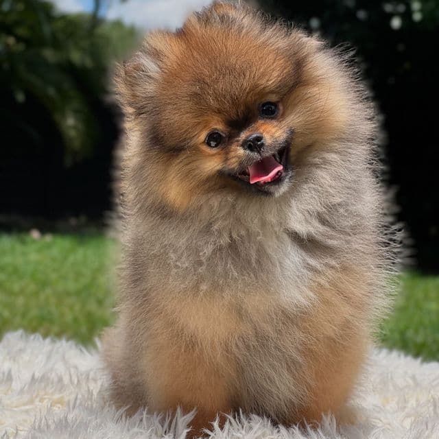 Nico - Teddy Bear Face - Pomeranian Male