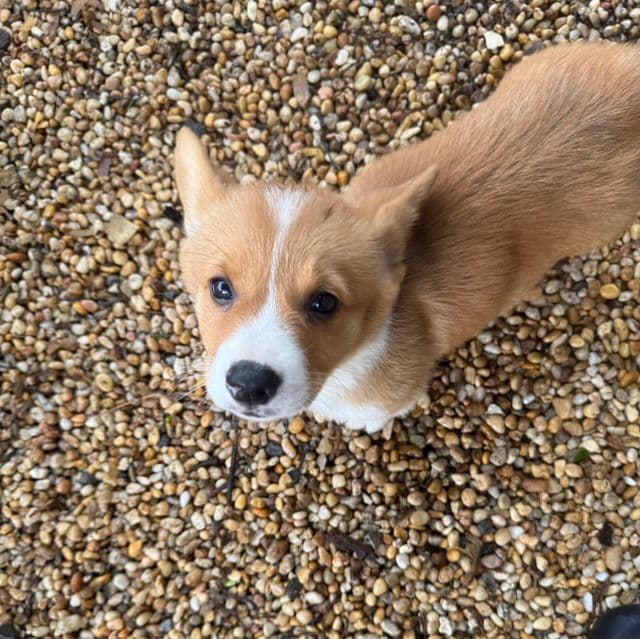 Corey - Pembroke Welsh Corgi Male