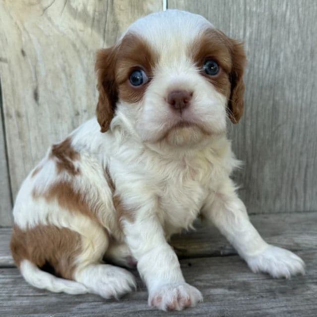 Rome - Cavalier King Charles Spaniel Male