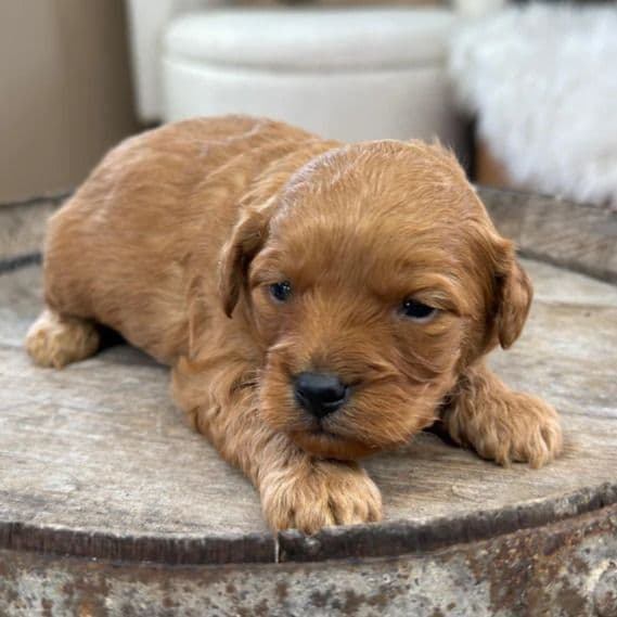 Meatball - Cavapoo Male