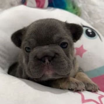 Dash  - French Bulldog Female