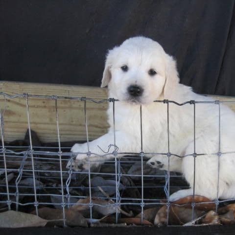 simba - Golden Retriever Male