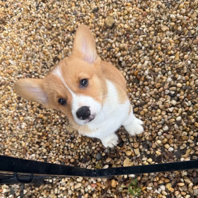 Flint - Pembroke Welsh Corgi Male