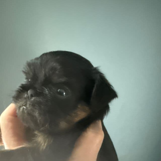 Gidget - Brussels Griffon Female
